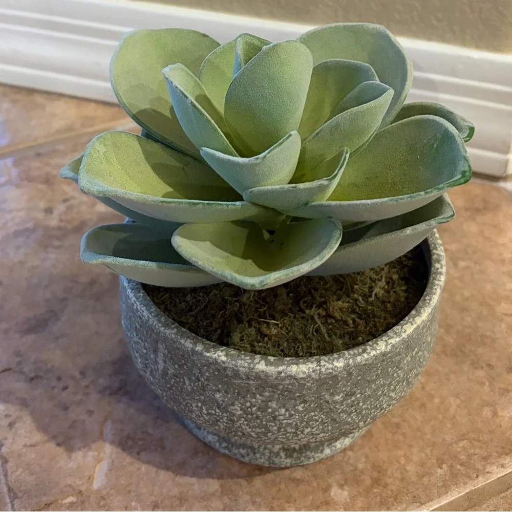 Pottery Barn Atlantis Faux Succulent in Bowl, Like New